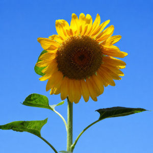 Sunflower Photography Print – Blue Sky – Printable Wall Art
