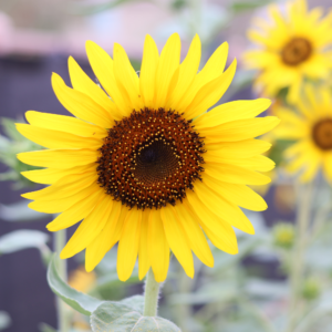 Sunflower Garden Photography Print – Golden Garden – Printable Wall Art