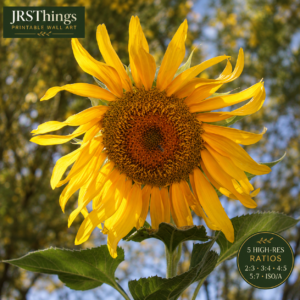 Sunflower Photography Print – Golden Autumn – Printable Botanical Wall Art